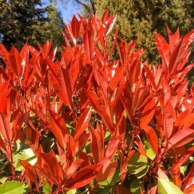 Photinia Carre Rouge 80cm to 100cm 7.5 Litre